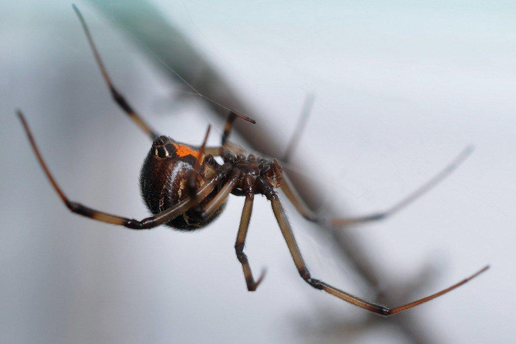 Latrodectus obscurior(Černé vdovy)-určené páry