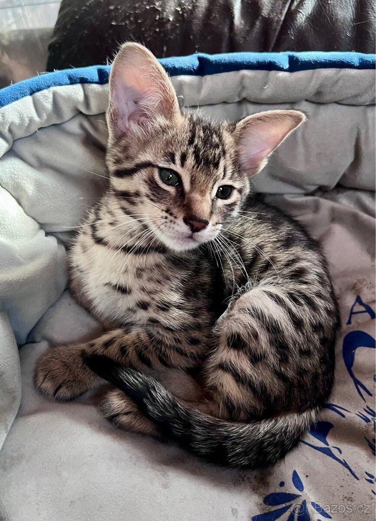 Savannah F3