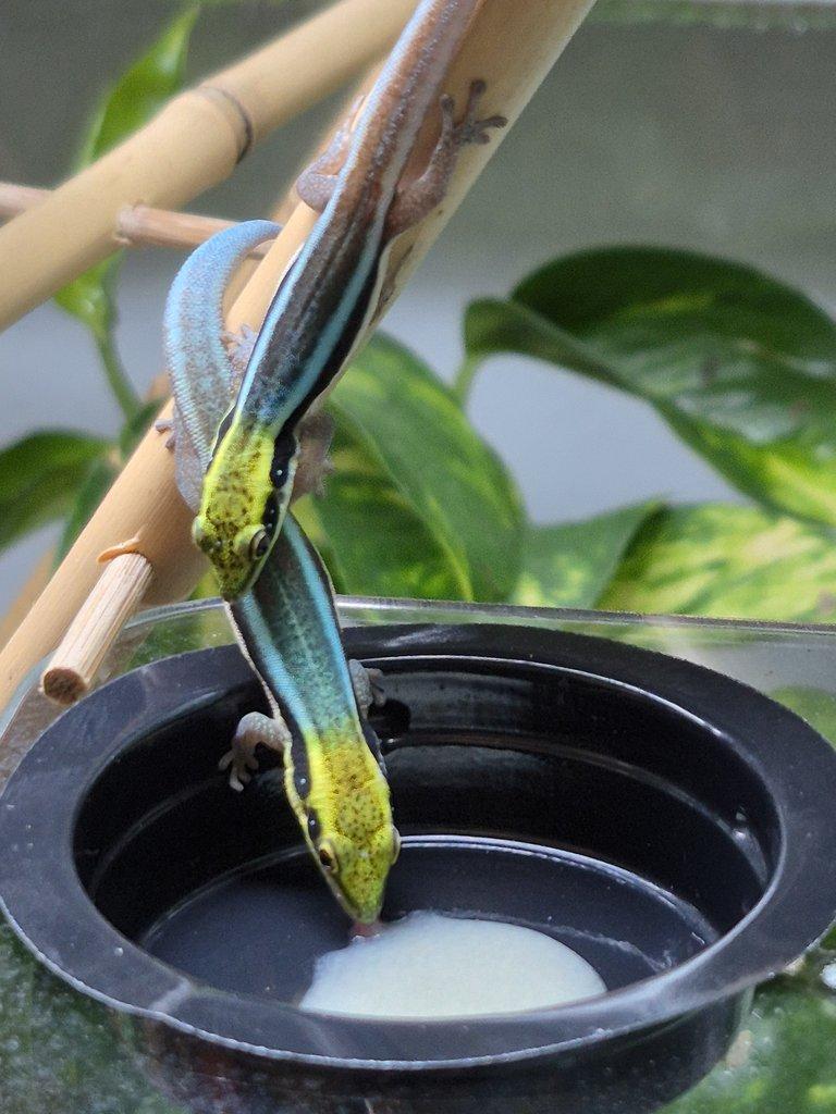 1.2 Anolis barbatus 2025, 1.2 Gastropholis prasina 2025