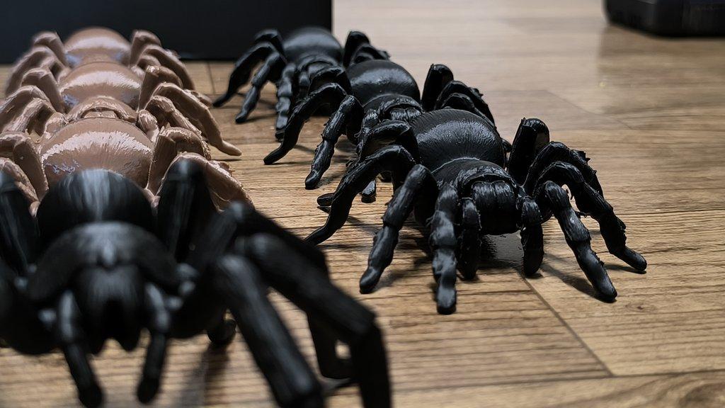 Sklípkani Filamentopelma