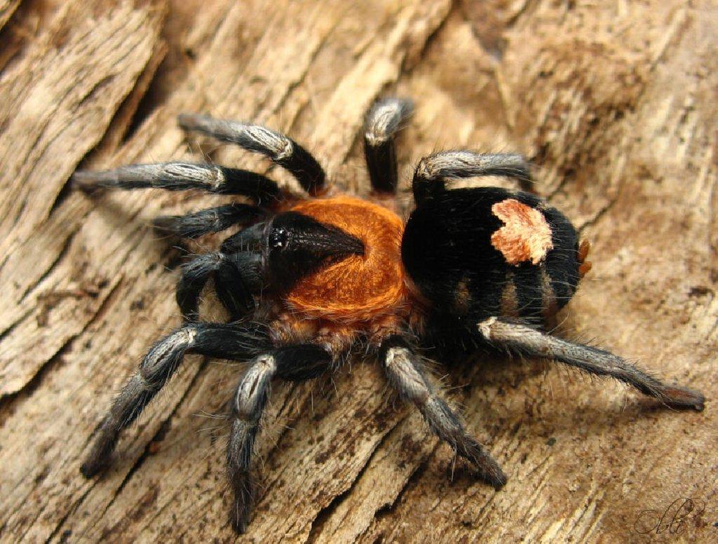 Cyriocosmus elegans L8/L9 (neurčené)