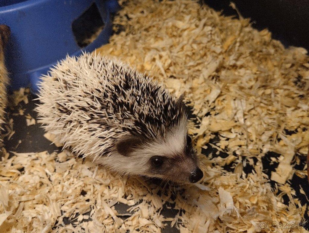 Ježek bělobřichý