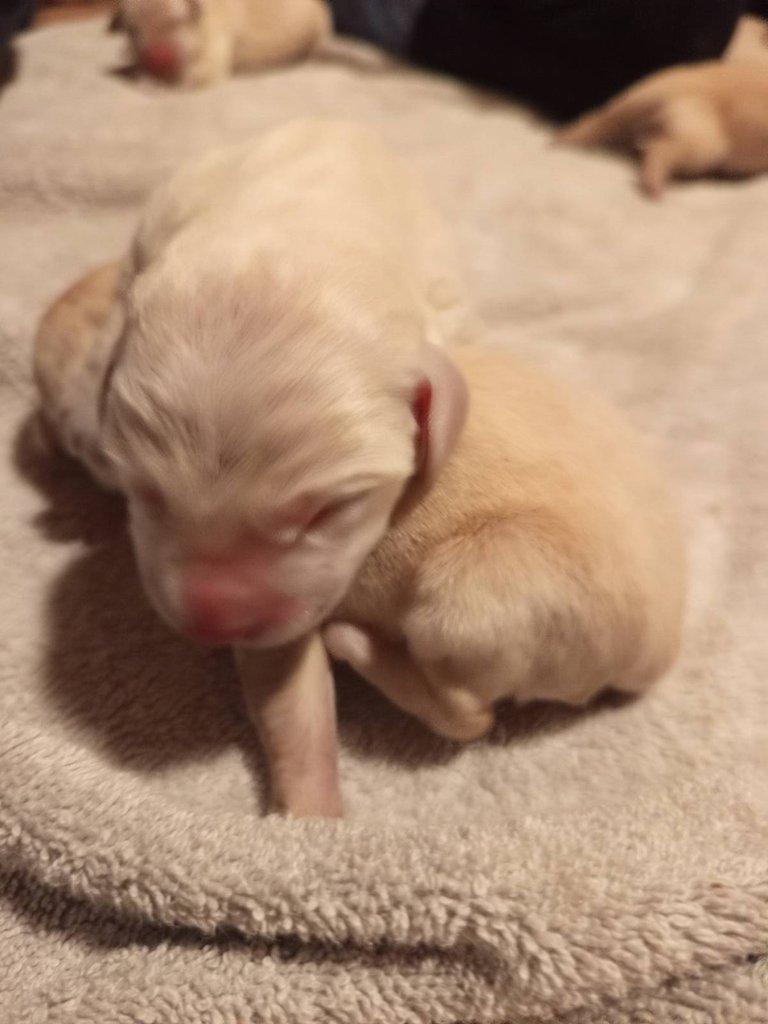 Prodám štěně labradora