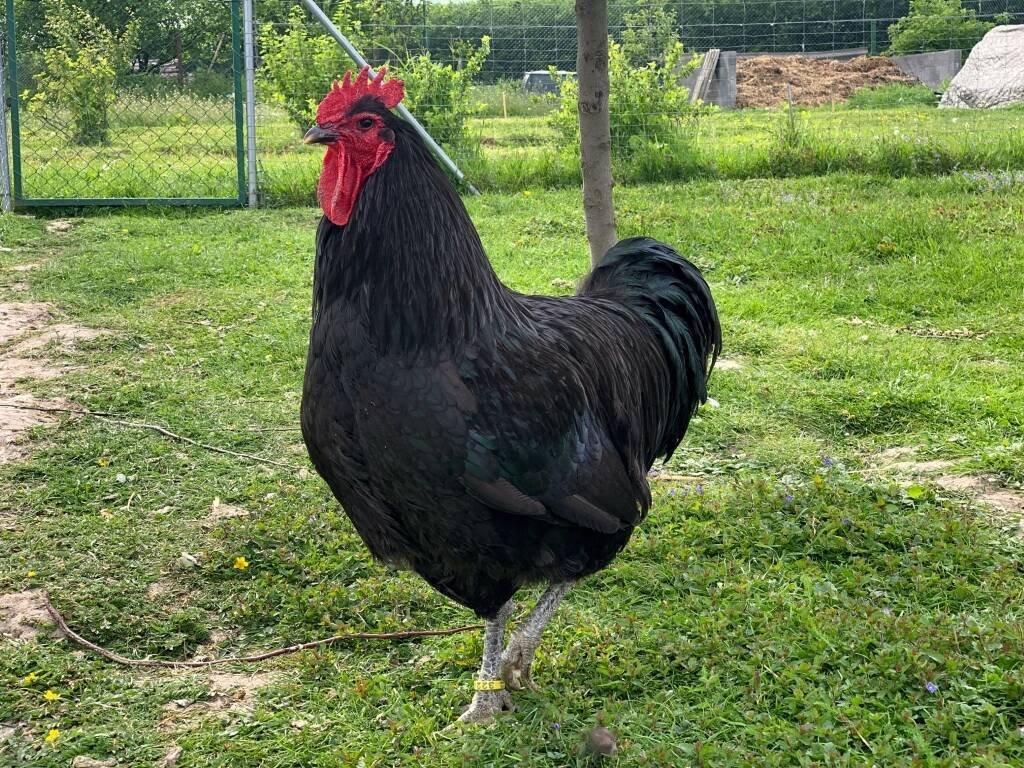 Žerzejský obr 🥚🐣 (násadová vejce i kuřátka)