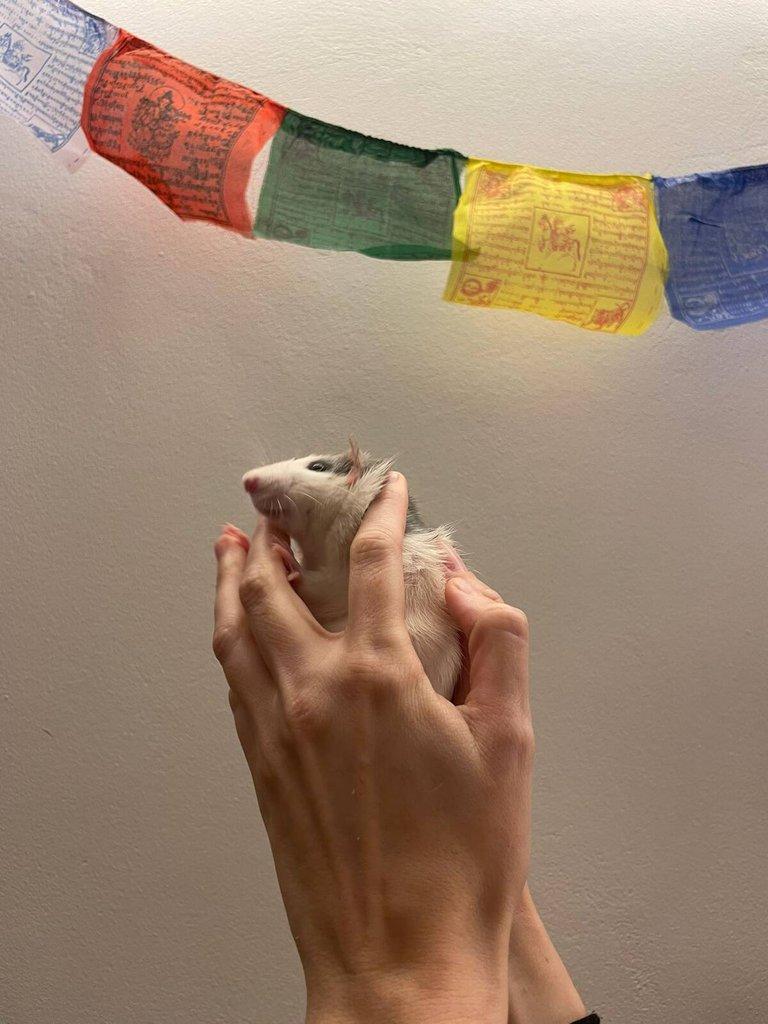 Daruji potkany ( 2 samce, 2 samice) (Husky x Dumbo)