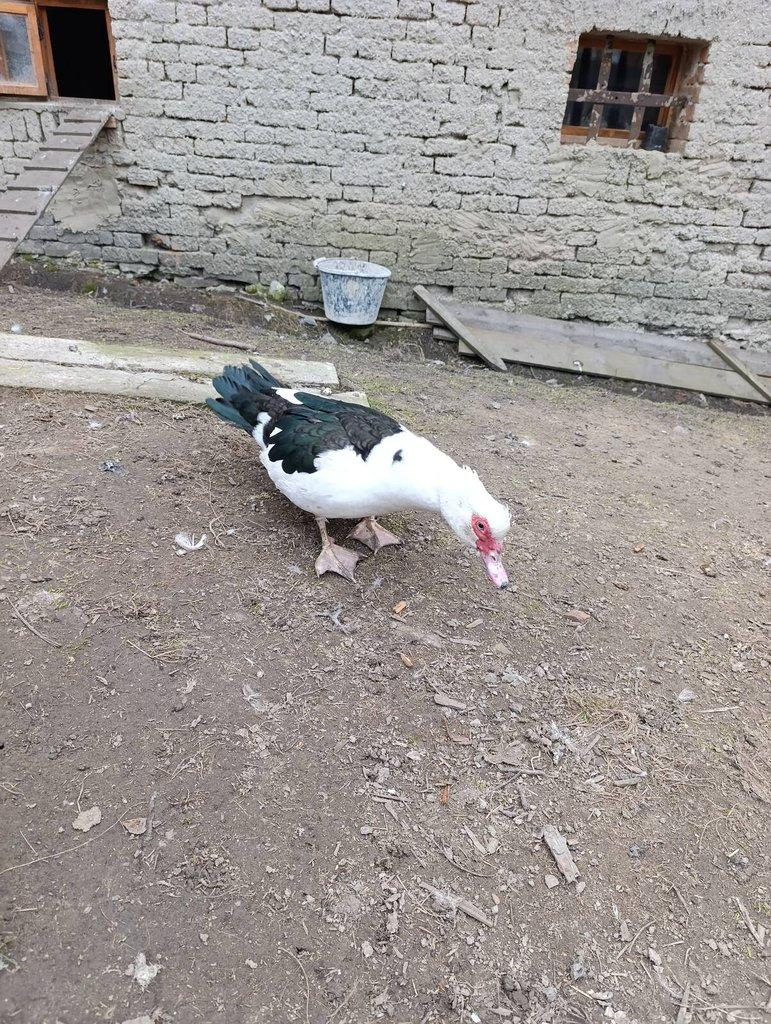 Pyžmovka