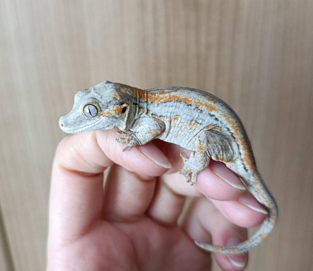 Rhacodactylus auriculatus (Pagekon hrbolkohlavý) 1,0