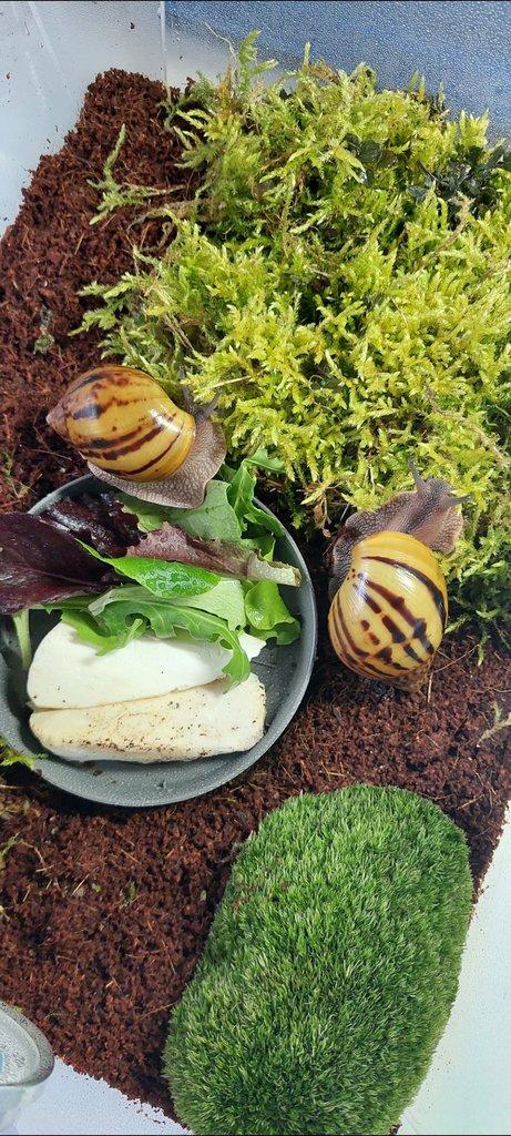 Africký šnek, Archachatina, Achatina Ghana