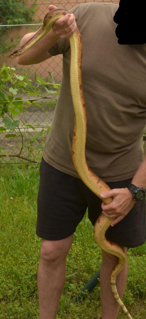 Hroznýš Královský (Boa imperator) Hypo 66% Leopard 50% Albino Sharp