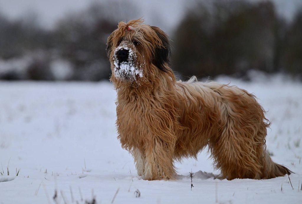 Briard - plavá štěňátka