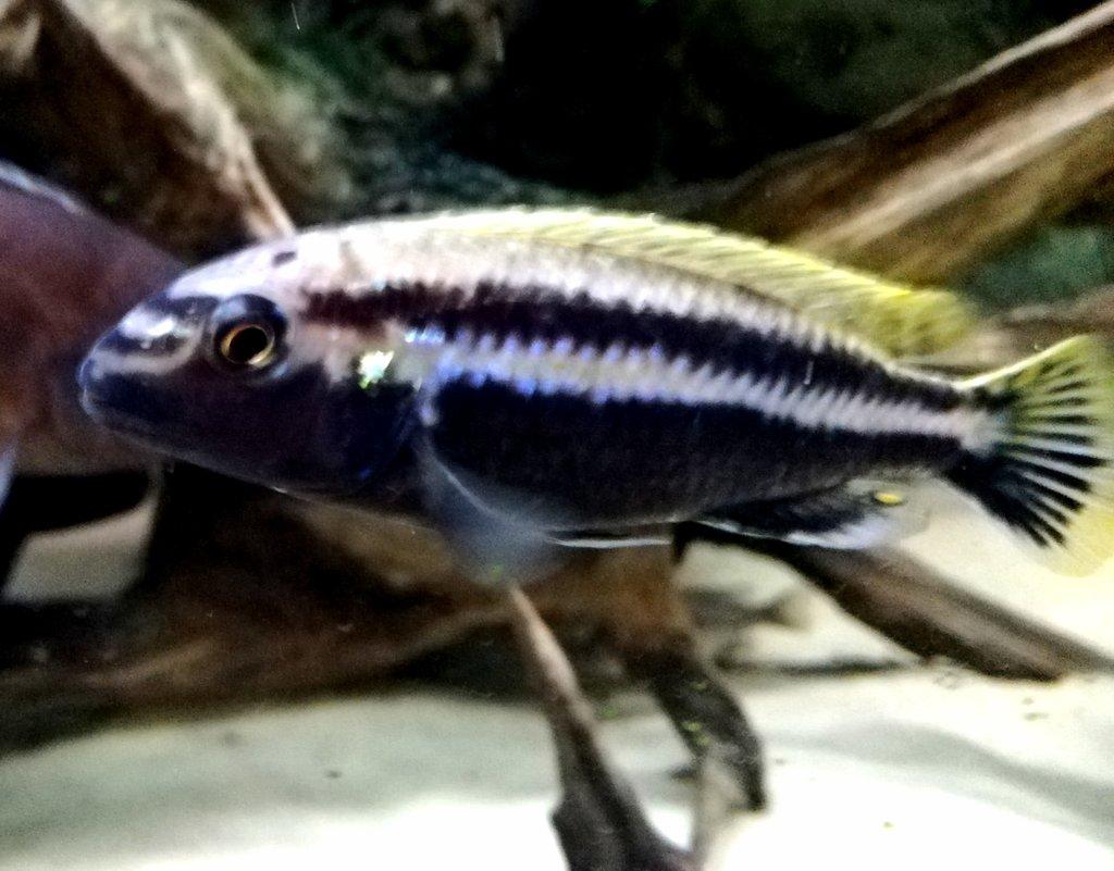 Tlamovci Malawi