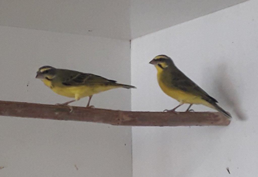 Zvonohlík mozambický