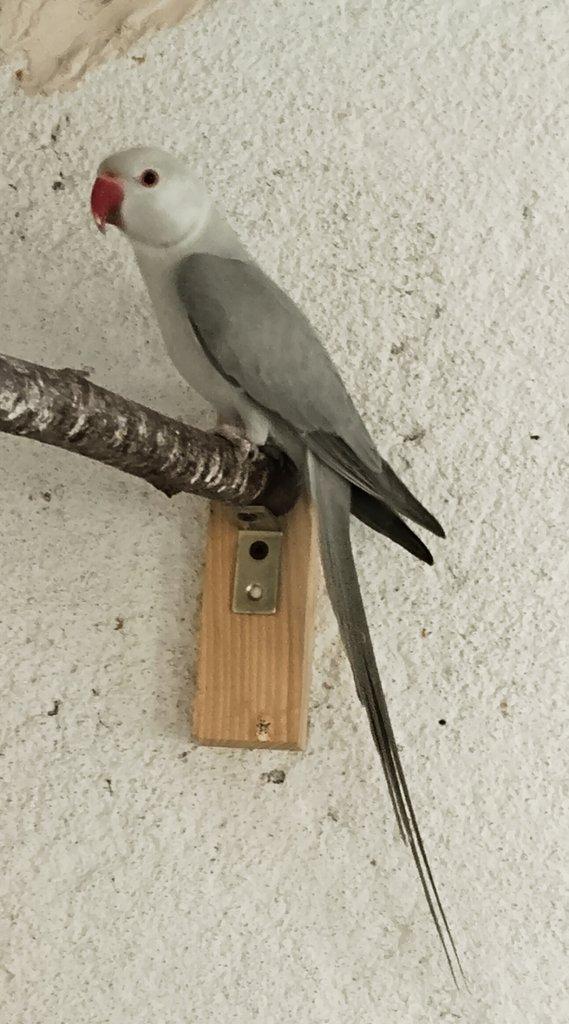 BUTTERCUP 2 letý samec