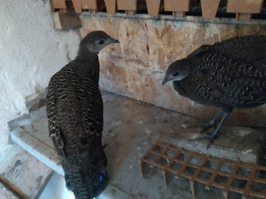 Bažant paví šedý 1,0 kroužek 25