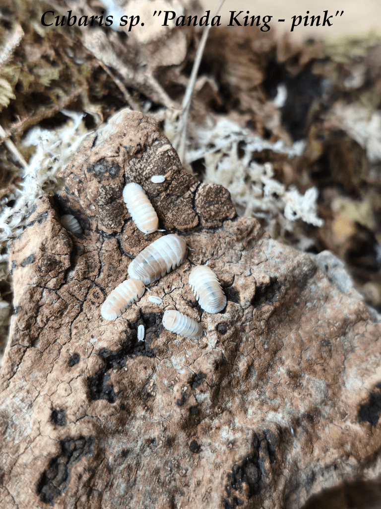 ISOPODY·STÍNKY·CHVOSTOSKOCI - POSÍLÁM / Fauna trhy Ostrava 26.4.