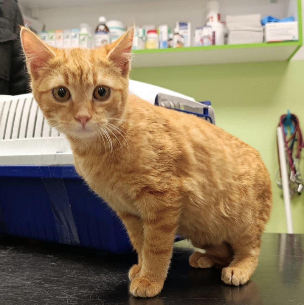 Kocourek Hugo hledá nový domov