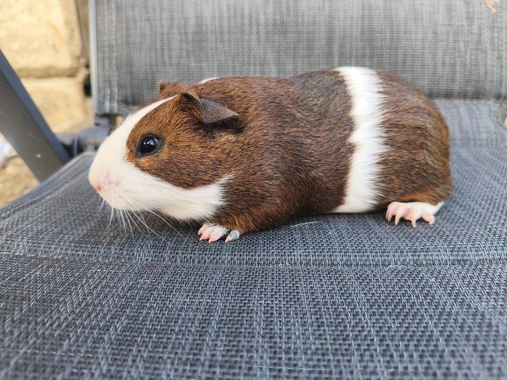 Cuy morčata