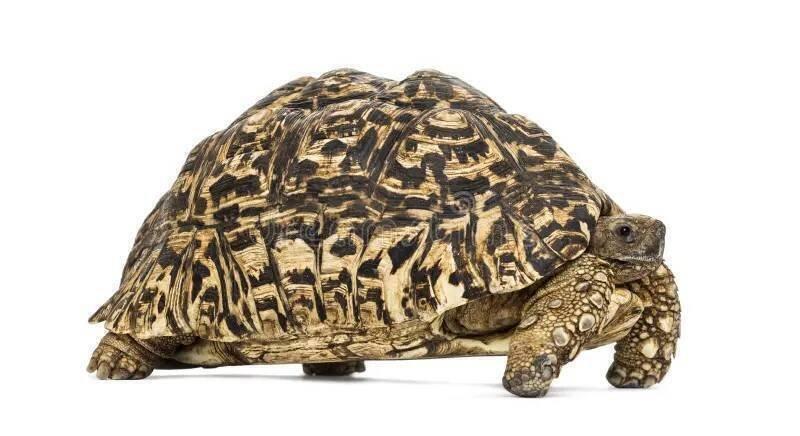 koupím želvu pardálí (Stigmochelys pardalis)
