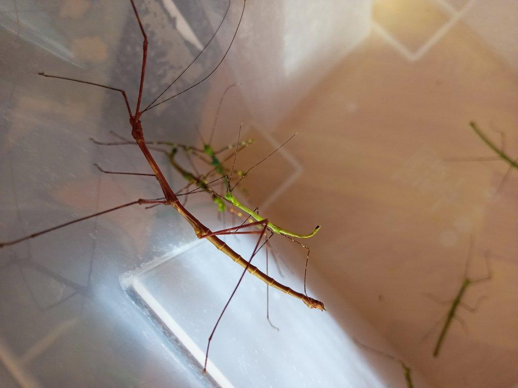Myronides glaucus