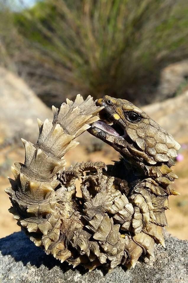 Koupím kruhochvosty štítnatý  (Ouroborus cataphractus)