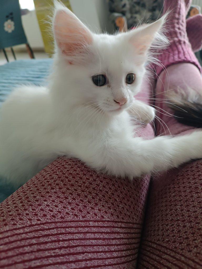 Mainská mývalí koťátka