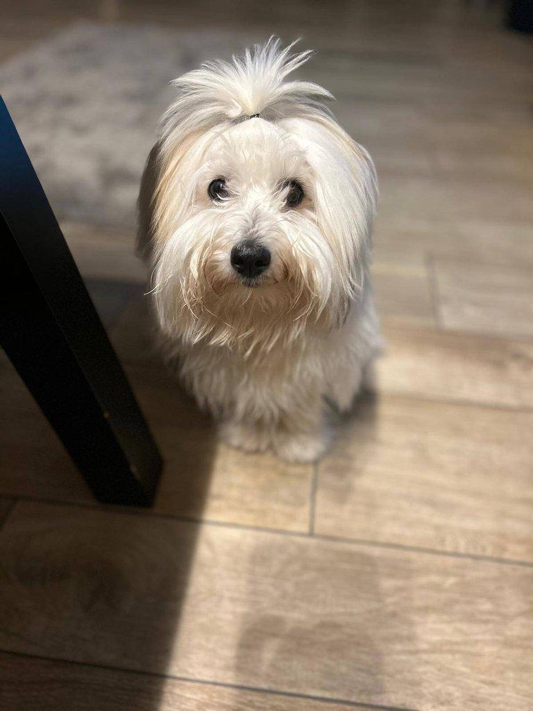 Nabízíme štěňátko coton de tulear