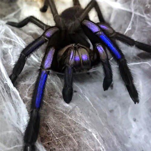 Chilobrachys natanicharum electric blue