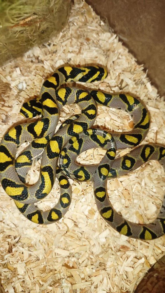 Lampropeltis pyromelana Applegate