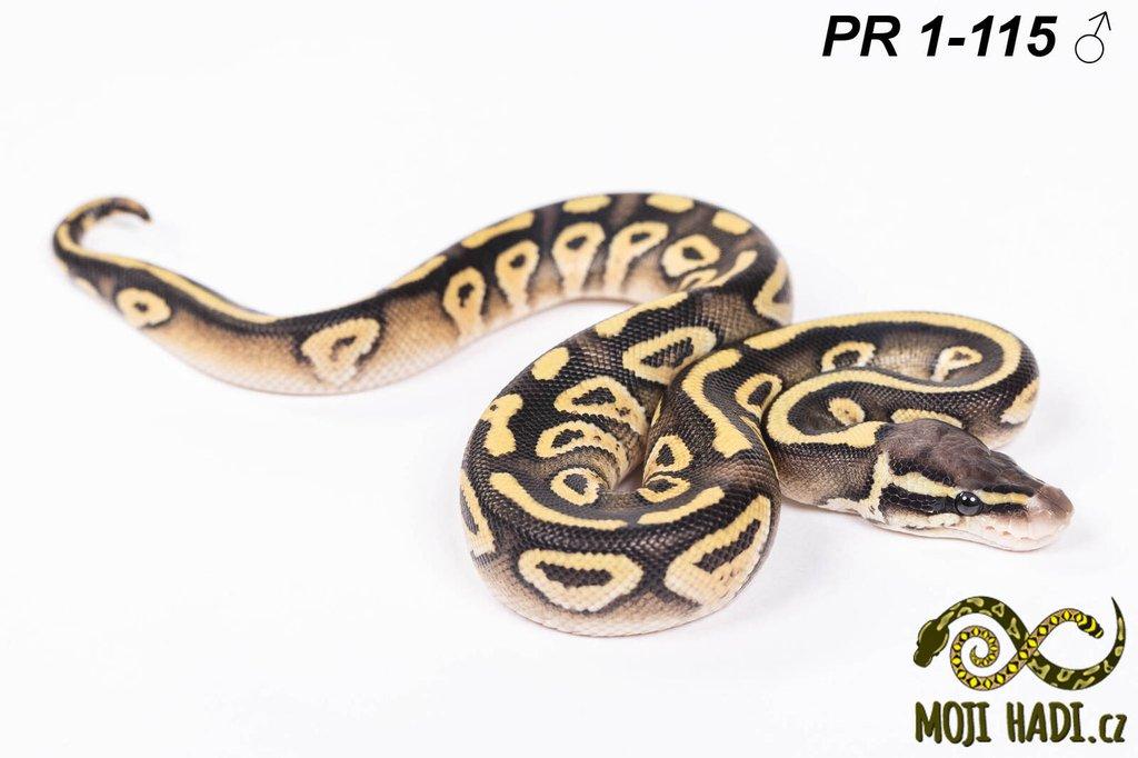Krajta královská - Python regius