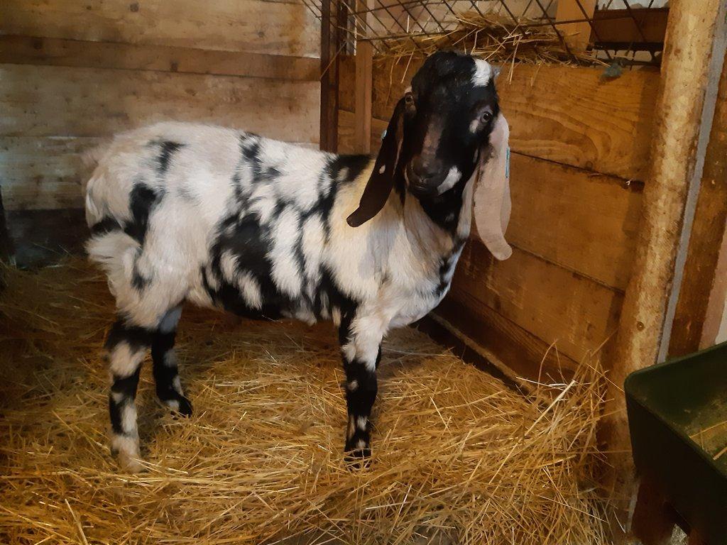 anglonubijský kozlík 100%