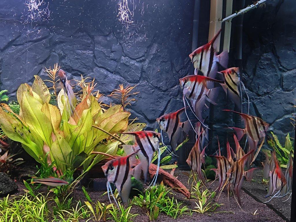 Pterophyllum Scalare Rio Manacapuru