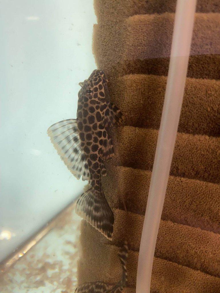 Glyptoper velkoploutvý L 165 - Glyptoperichthys gibbiceps