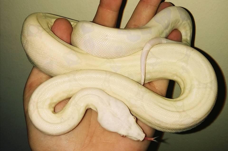 Boa imperator NZ25-24-23