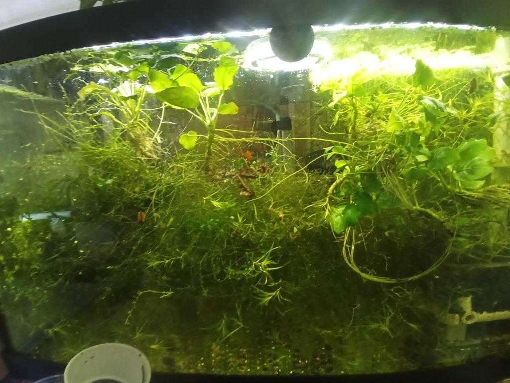 Mechy a Anubias nana