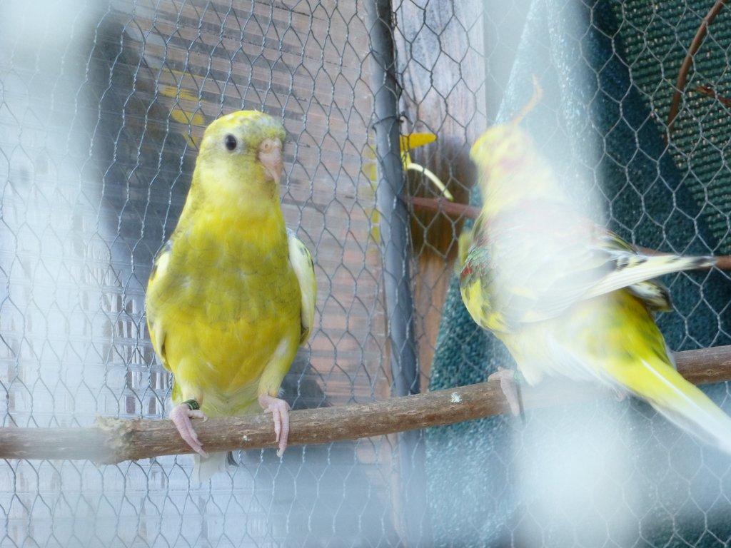 Prodám papoušek zpěvavý