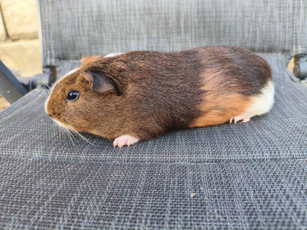 Cuy morčata