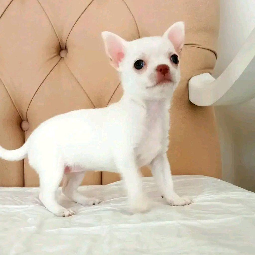 Štěňata čivavy hledají domov.