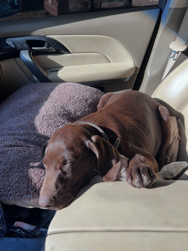 Prodáme štěňata labradorského retrívra