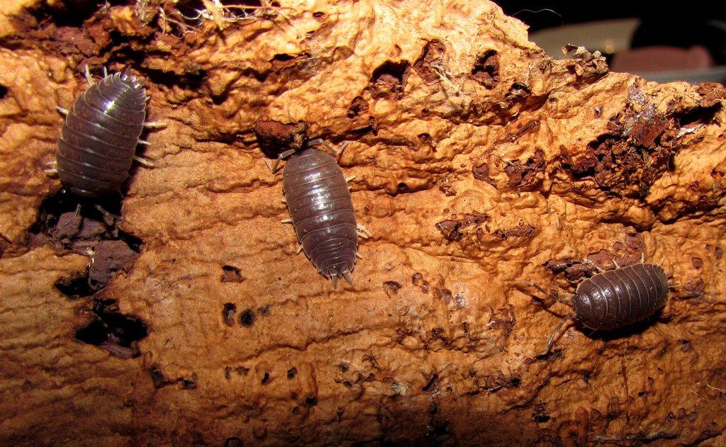 Isopody  - hobby,do terárií i krmné,chovné boxy,krmení - Živá exotika 6.9.,stůl J05