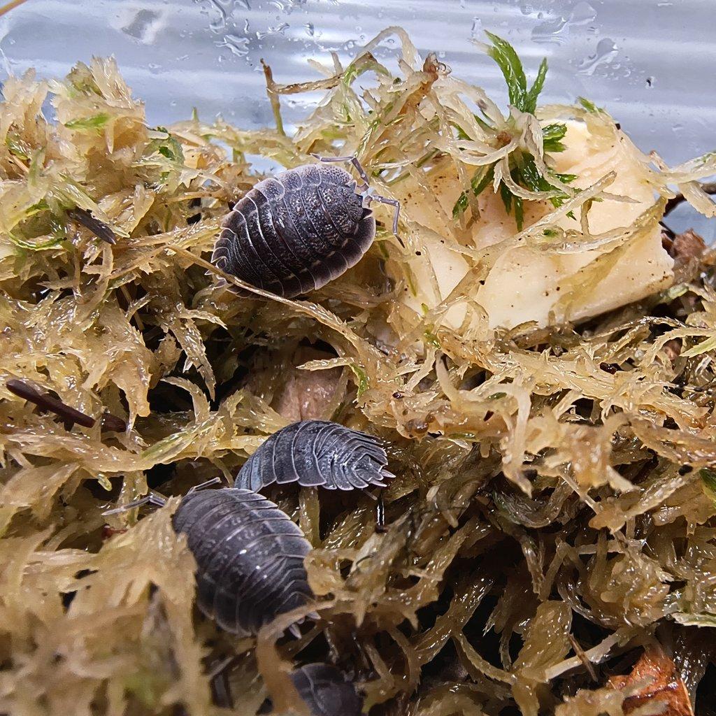 Porcellio spatulatus - Isopody