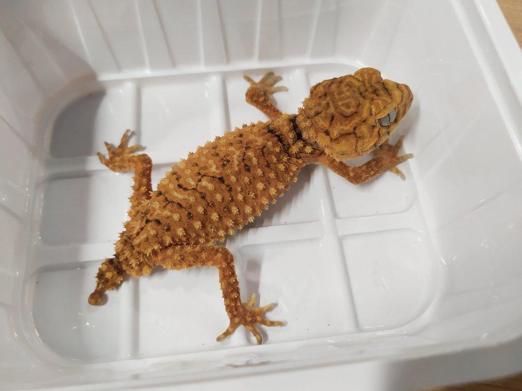 Nephrurus amyae