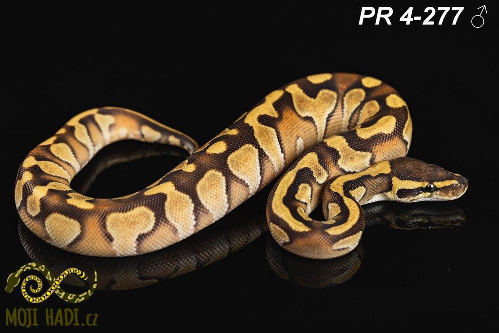 Python regius - Krajta královská