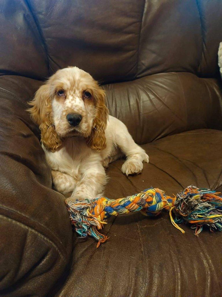 Anglický kokršpaněl barevný pejsek