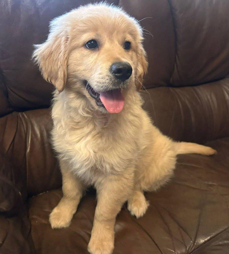 Zlatý retrívr, golden retriever