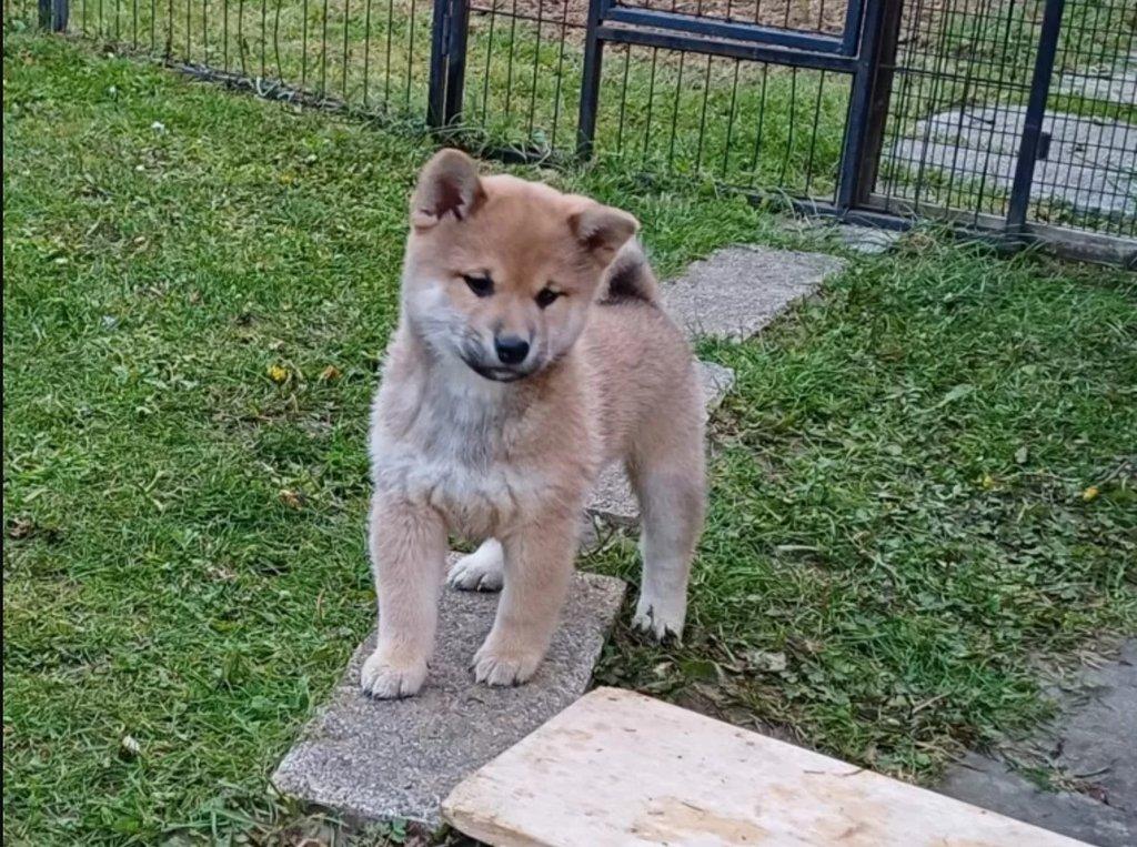 Prodám shiba inu s PP