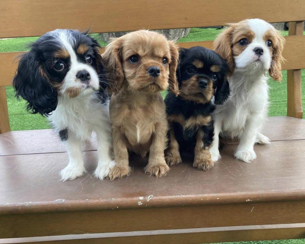 Štěňátka Kavalír King Charles španěl