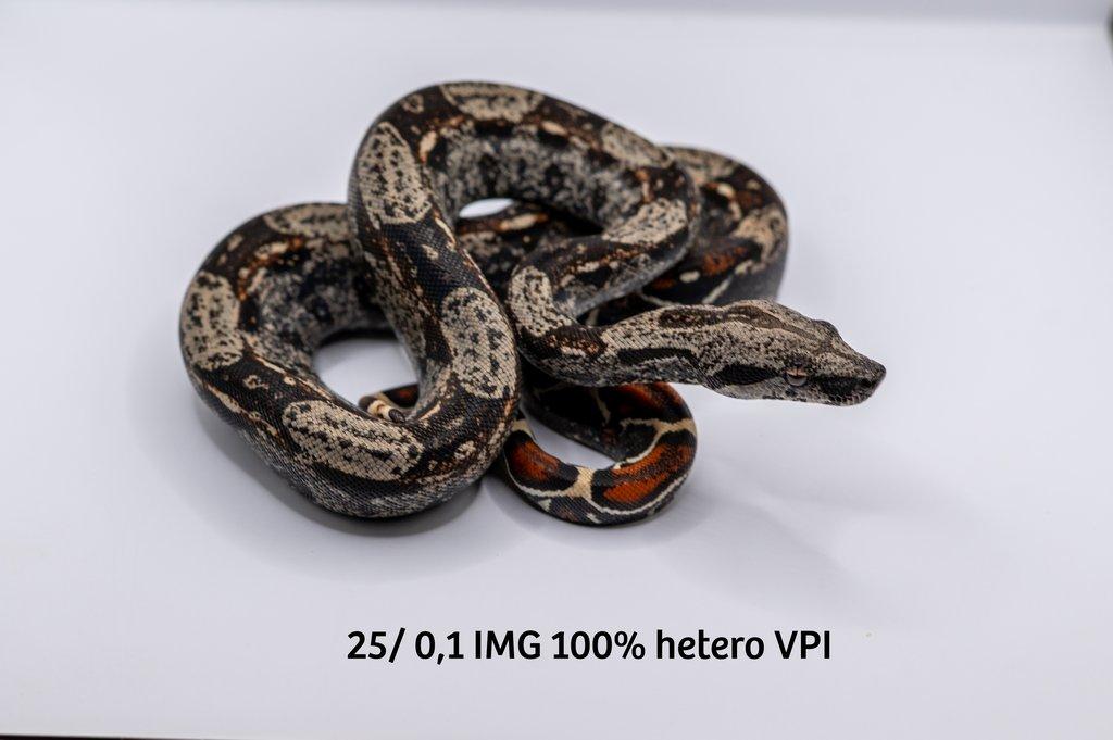 Hroznýš královský  IMG hetero VPI