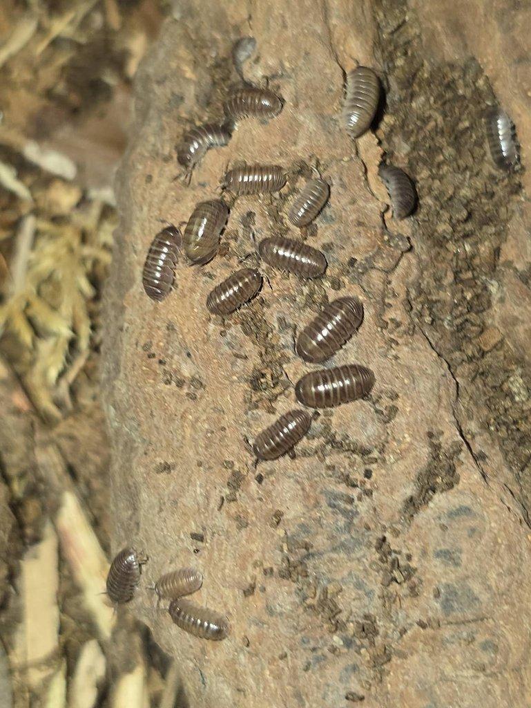 Armadillidium badium "casteldaccia"
