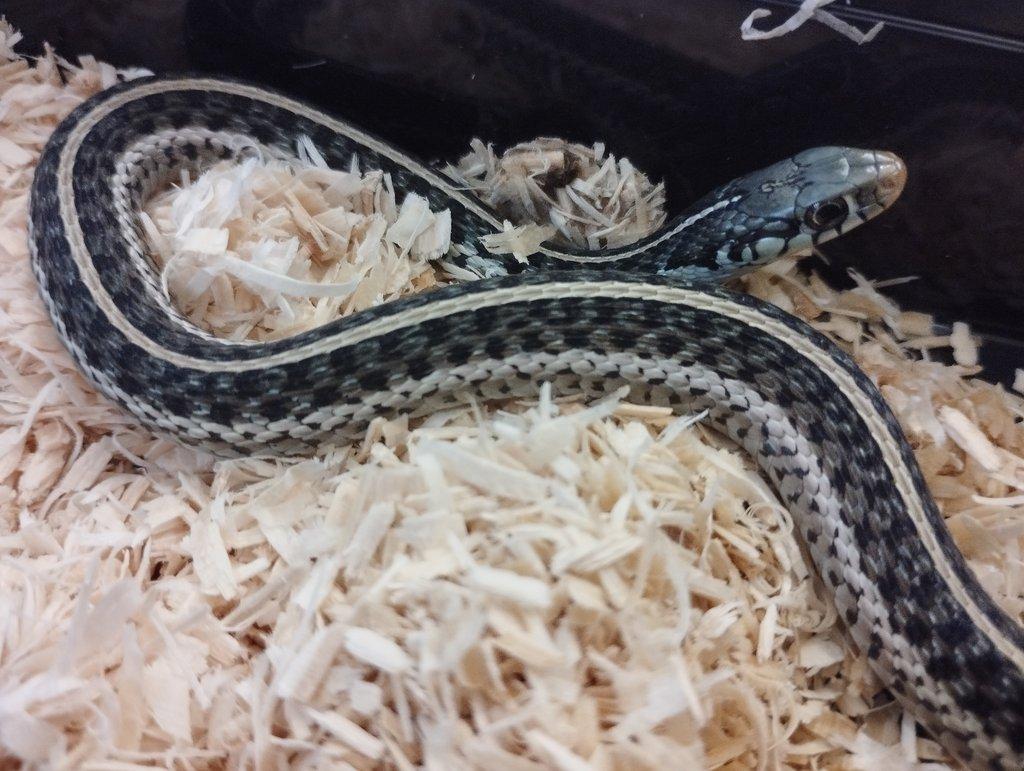 2,2 Thamnophis sirtalis similis