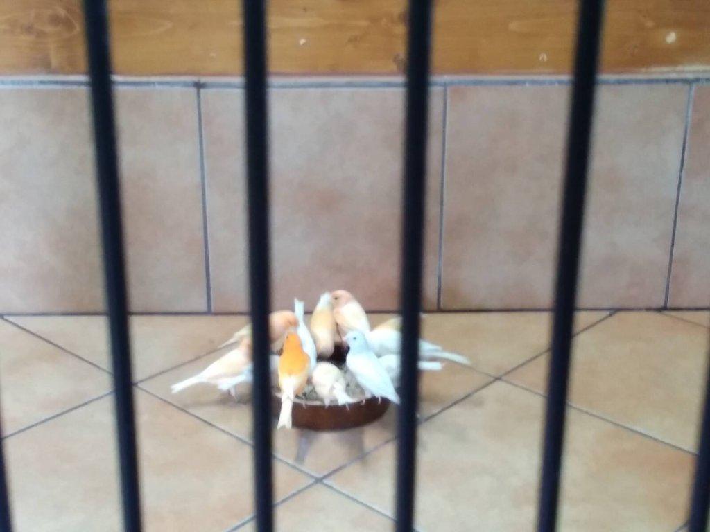 Nabízím kanáry a čížky ohnivé